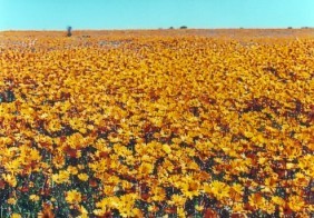 Flower blanket - Photo courtesy JACELSTOURS