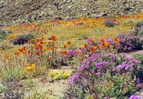 Many colours - Photo courtesy JACELSTOURS