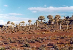 Quiver trees - photo courtesy JACELSTOURS